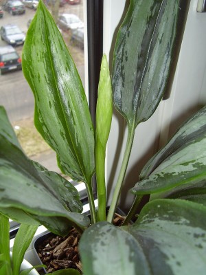 Pelexia olivacea (5).JPG