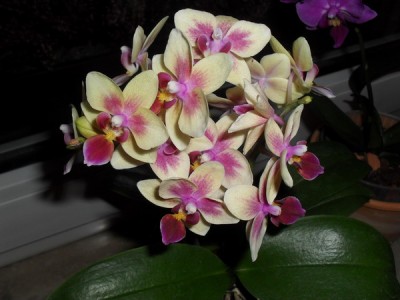 SDC12538_Bildgröße ändern.JPG