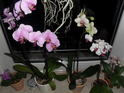 SDC12697_Bildgröße ändern.JPG