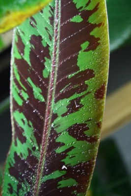musa_0002.JPG