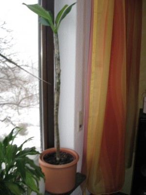 IMG_3762.JPG
