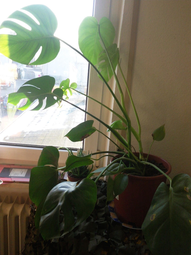 Monstera und Calathea  Pflanzenkrankheiten & Schdlinge  GREEN24 Pflanzen  & Garten Forum