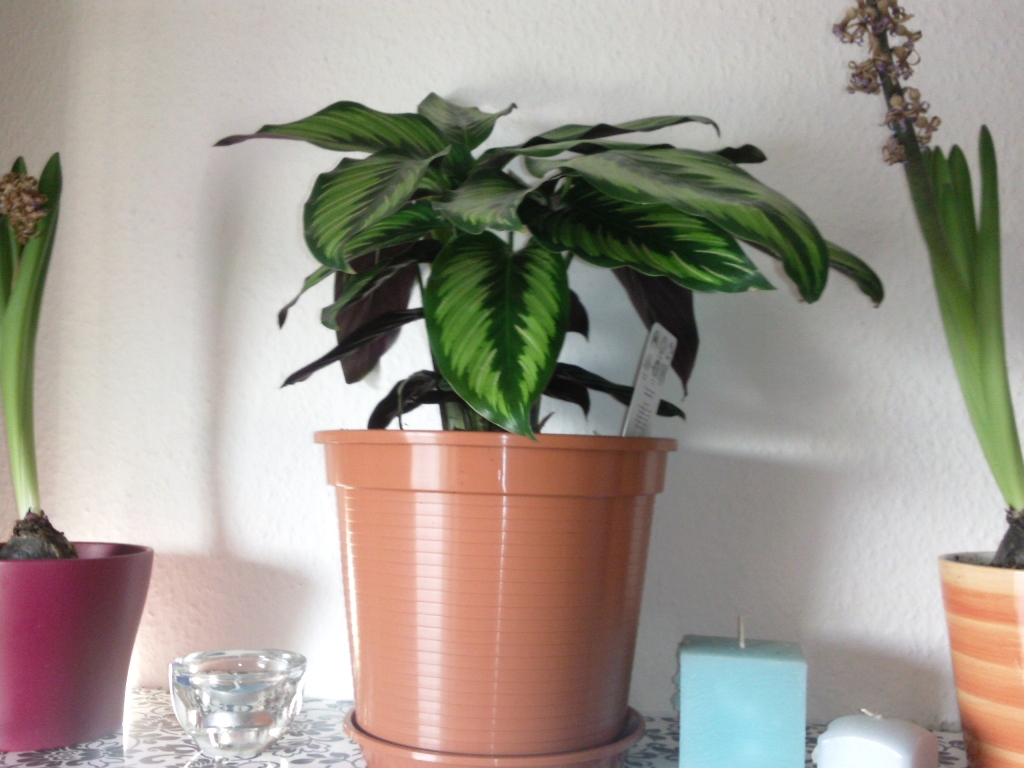 bonsai ginseng kaufen Ginseng Ficus Bonsai Tree