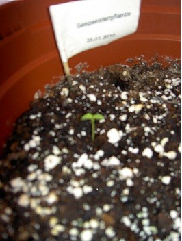 PICT0009.JPG