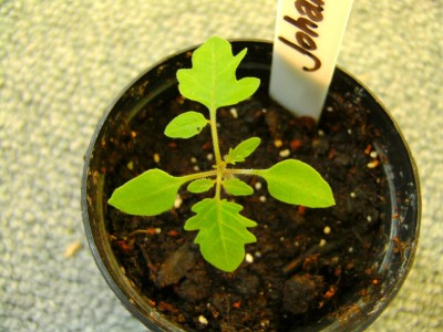 tomate2.jpg