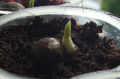 Dypsis decaryi.08.03.10.jpg