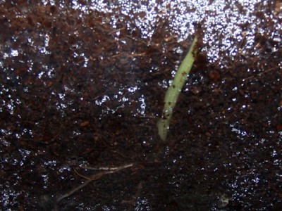 100_0705.jpg