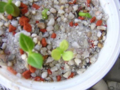 DSCN3713.JPG