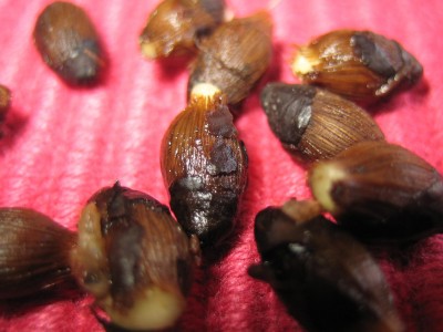 20100309_0001_2.JPG