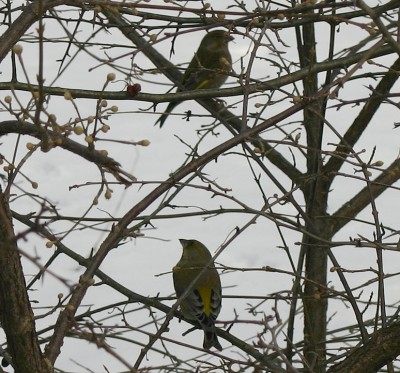 unbekanntervogel.jpg