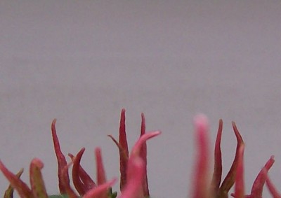 100_4494.jpg