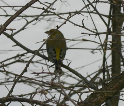 unbekanntervogel1.jpg