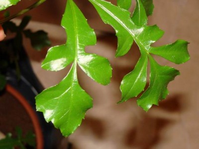 Meine Bilder 1118a.jpg