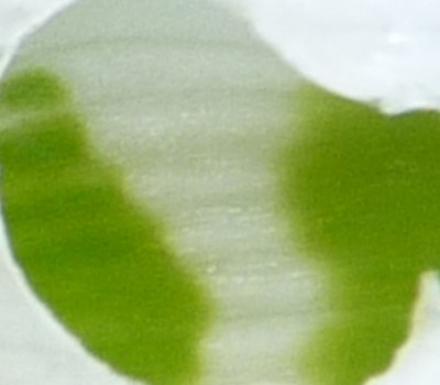 Kopie von P1010453.JPG