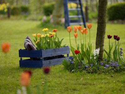 1992-tulpen-narzissen.jpg