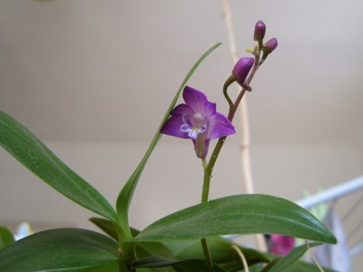 Dendrobium kingianum.JPG