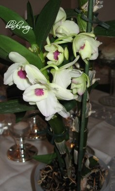 IMG_4982b.jpg