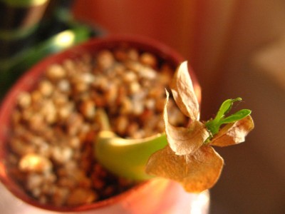 Adenium_02.jpg