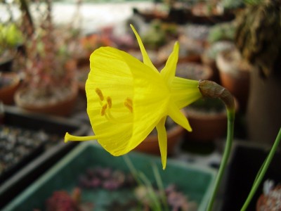 Narcissus bulbocodium 2005-62 (2).JPG