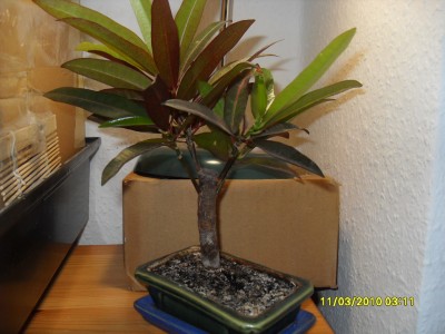kamera 020.JPG