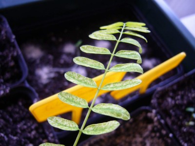 DelonixRegia.jpg