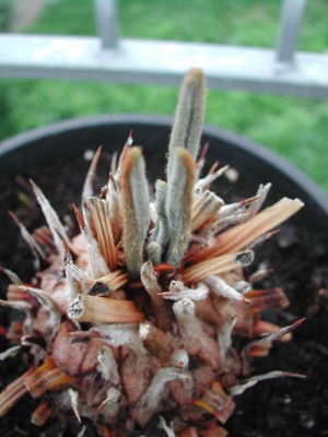 DSCN0680.jpg
