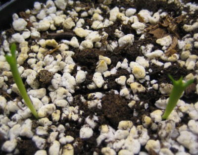 20100311_0001.JPG