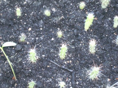 PICT0439.JPG