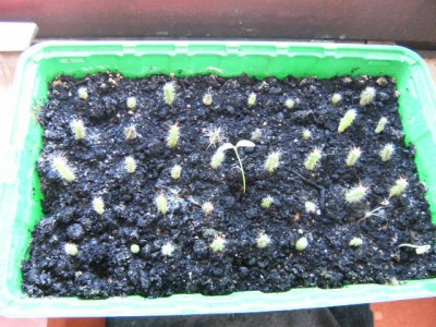 PICT0437.JPG