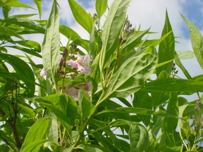 Baumoleander 0607 fängt an.jpg