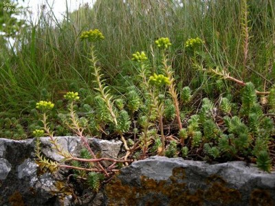 JCS Sedum reflexum 19921.jpg