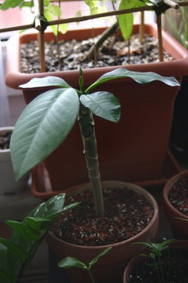 plumeria.jpg