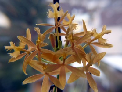 Epidendrumk.jpg