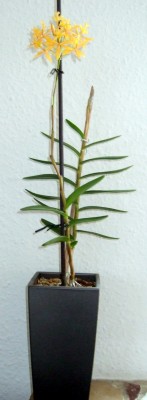 Epidendrumk1.jpg