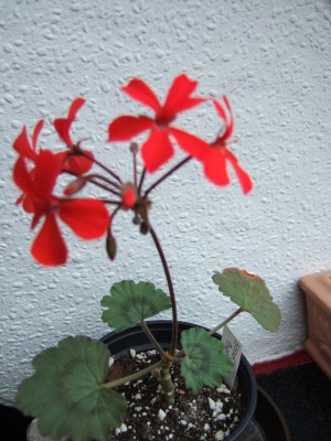 DSCF0718.JPG