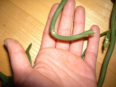 leuchterblume4klein.jpg