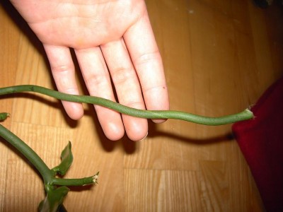 leuchterblume2klein.jpg