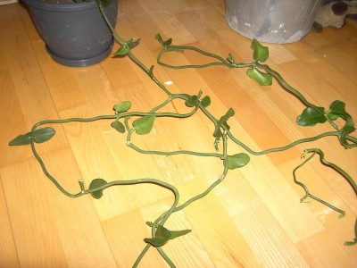 leuchterblumeklein1.jpg