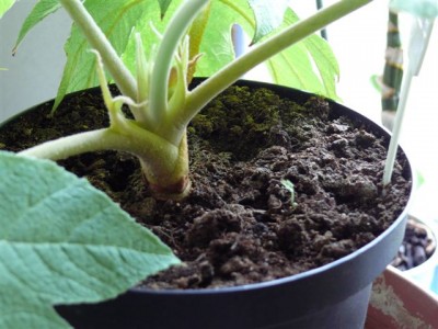Tetrapanax mit Wurzelausläufer.JPG