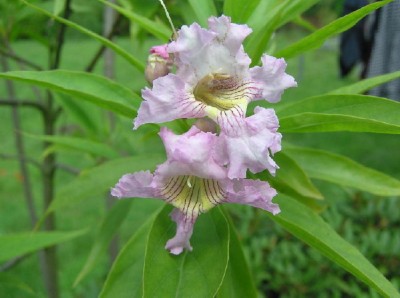 473_1141720037_Baumoleanderblüte.jpg