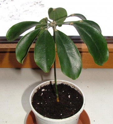 Schefflera 1.jpg
