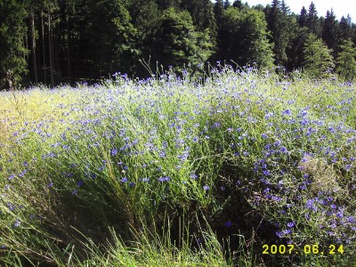 kornblumen.JPG