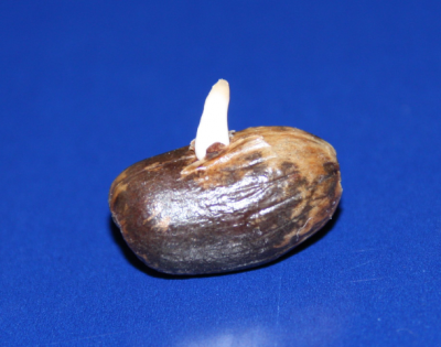 IMG_1204.png