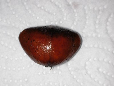 SANY4738_small.JPG
