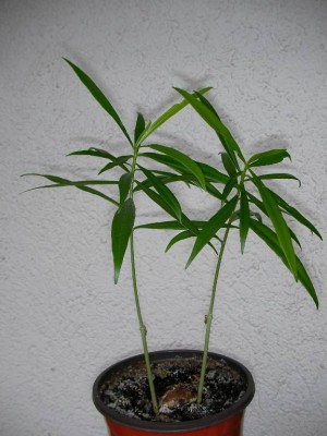 SANY0040_small.JPG