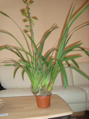 orchi 002.JPG