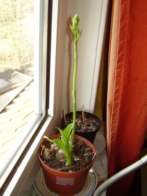 Eulophia guineensis 2004-42 (2).JPG