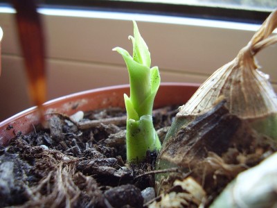 Eulophia guineensis 2004-42.JPG