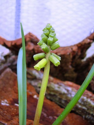 Muscari macrocarpum.JPG