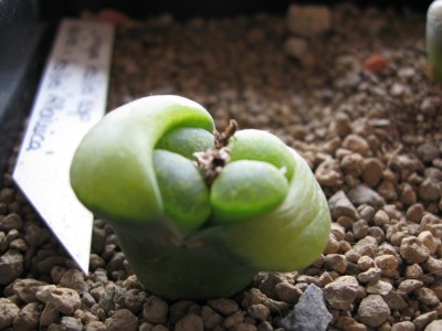Lithops3.jpg
